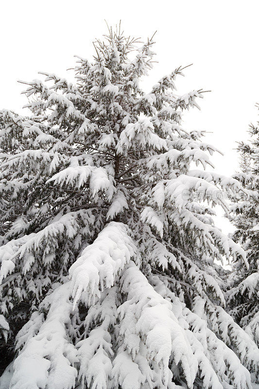 积雪覆盖的常青树-明尼苏达的冬天