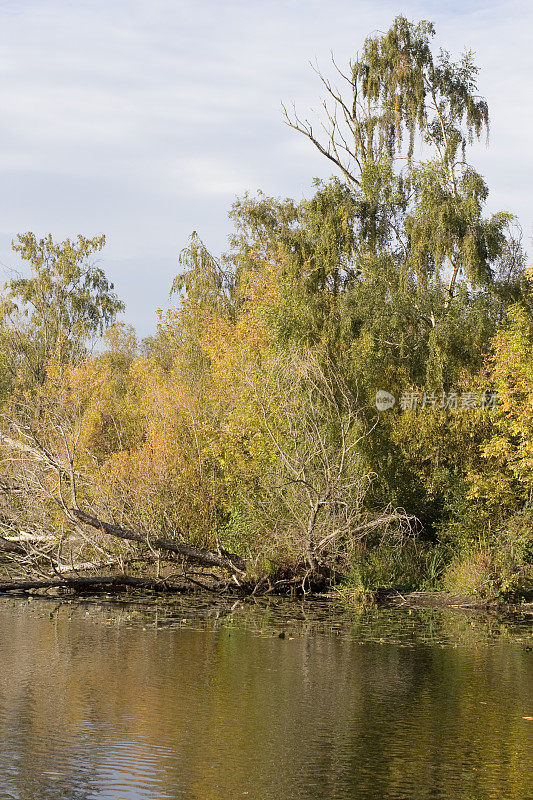 秋天湖上的一棵倒下的树