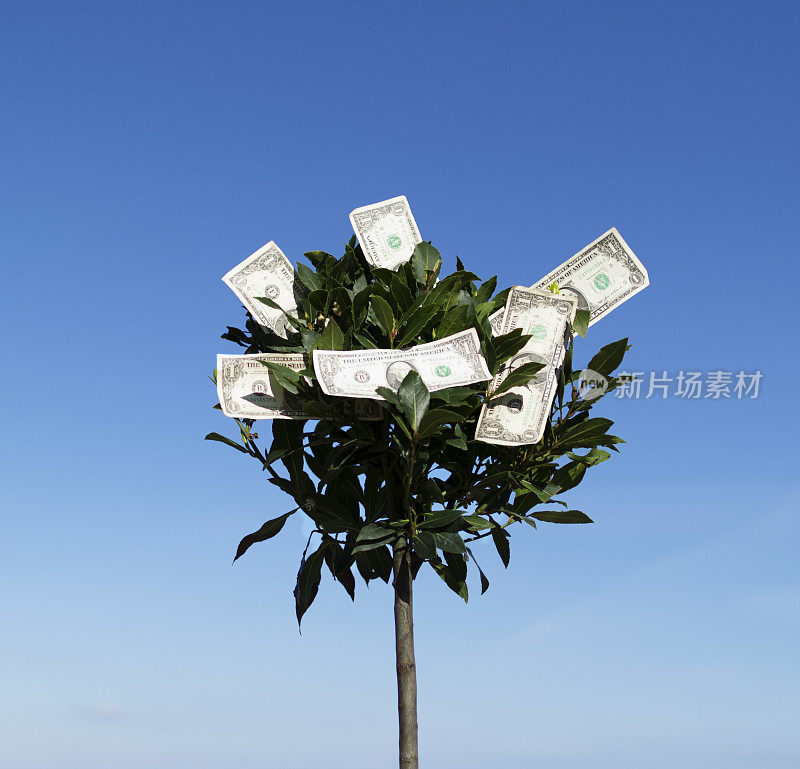 货币Moneytree