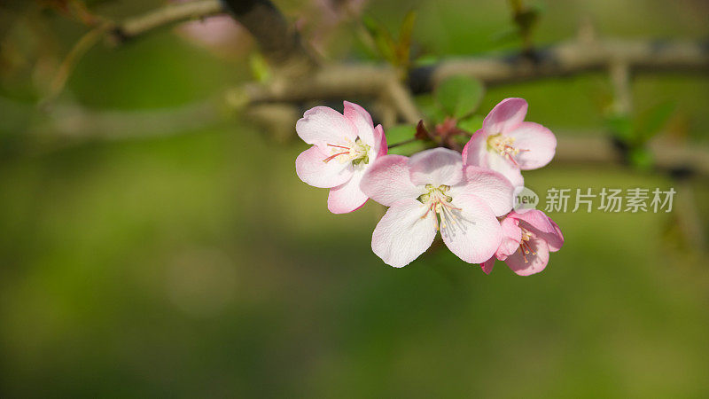 中国山楂的花