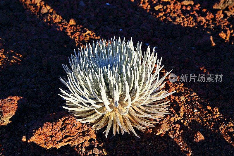 银剑芬恩