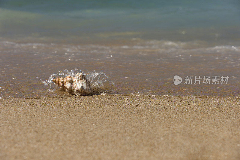 海滩上的海螺