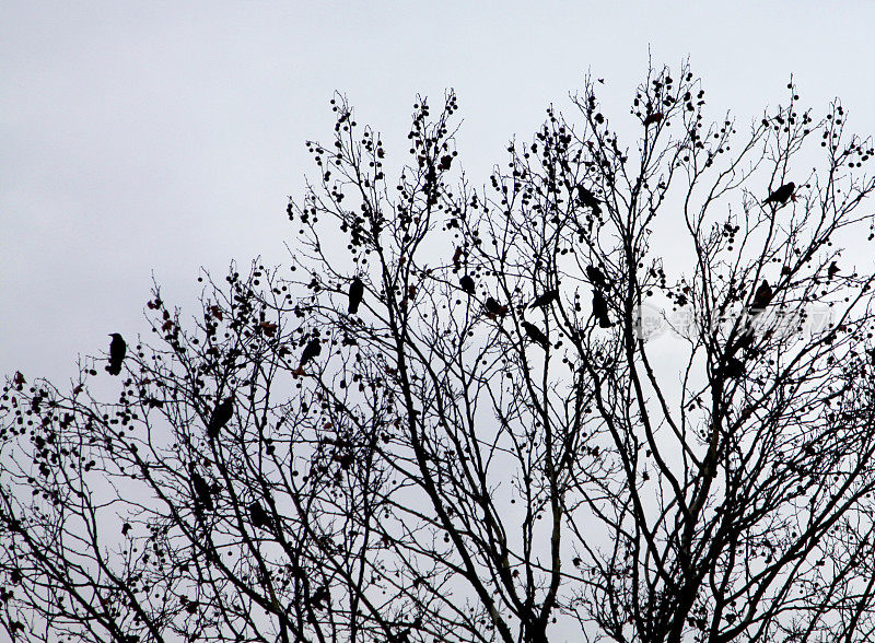 在树上寻找冬天食物的鸟