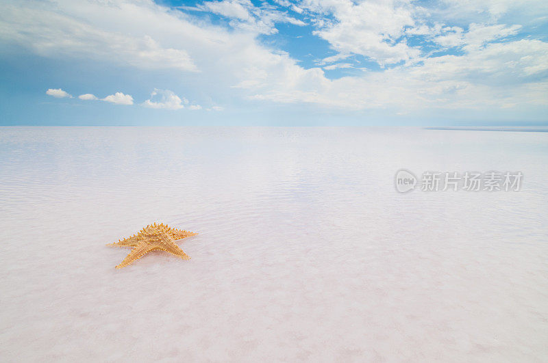 热带沙滩上的海星贝壳