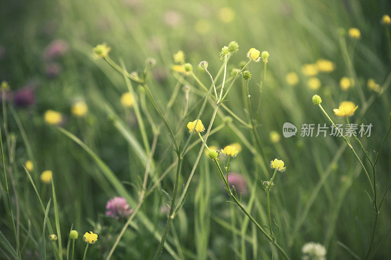 春天的花朵