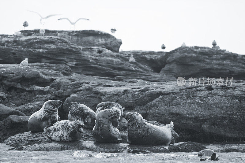 海豹在岩石上晒太阳