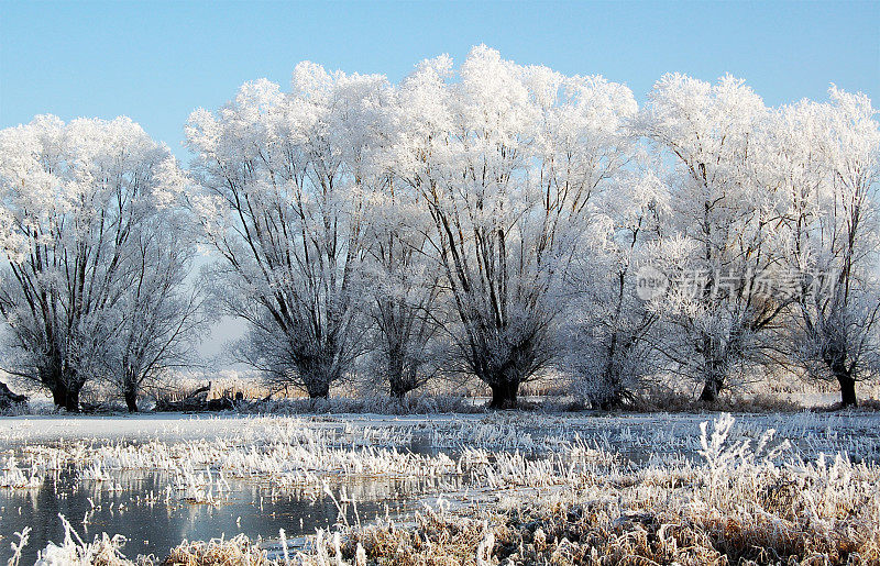 哈维尔河冬季景观中的柳树(德国)