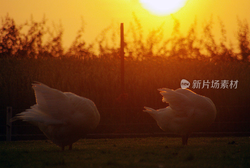 两只鹅在清晨的阳光下