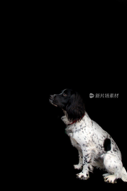 美丽的西班牙猎犬孤立在黑色