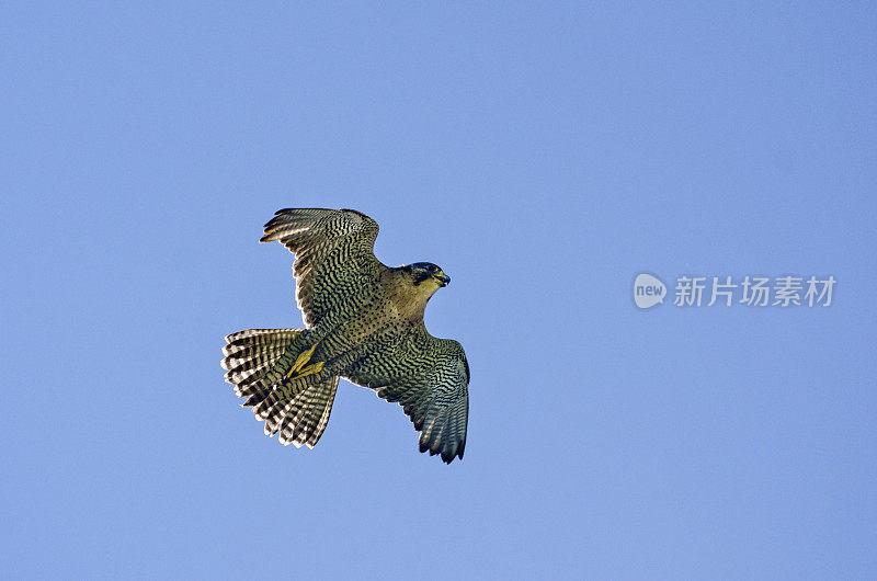 游隼在空中飞行