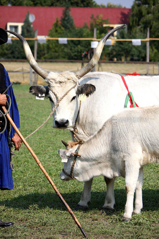 野生cattles