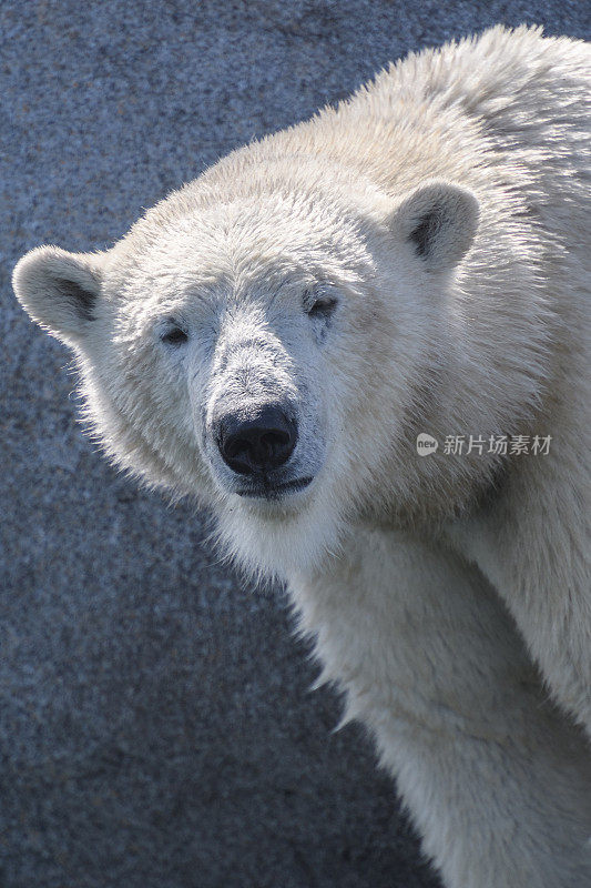 北极熊看着镜头