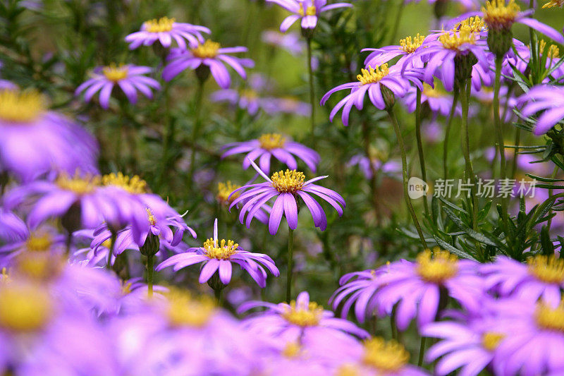 毛绒雏菊