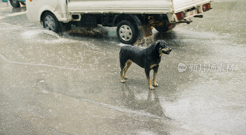 流浪狗与雨