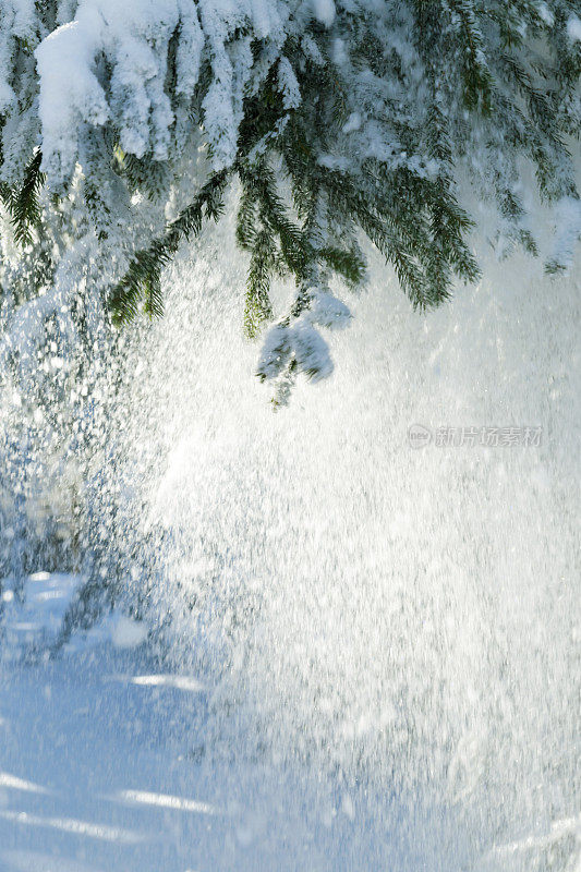 云杉树枝上飘落的雪花
