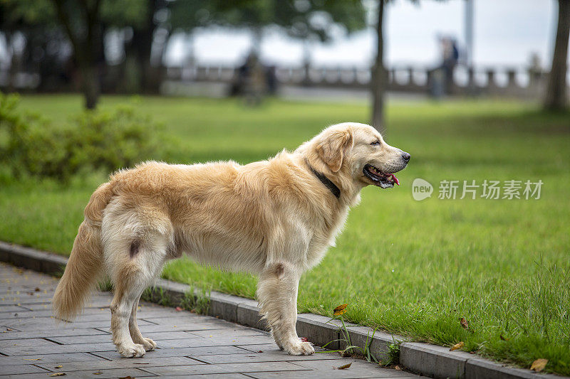 金毛猎犬站在人行道上