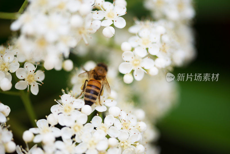 蜜蜂和花