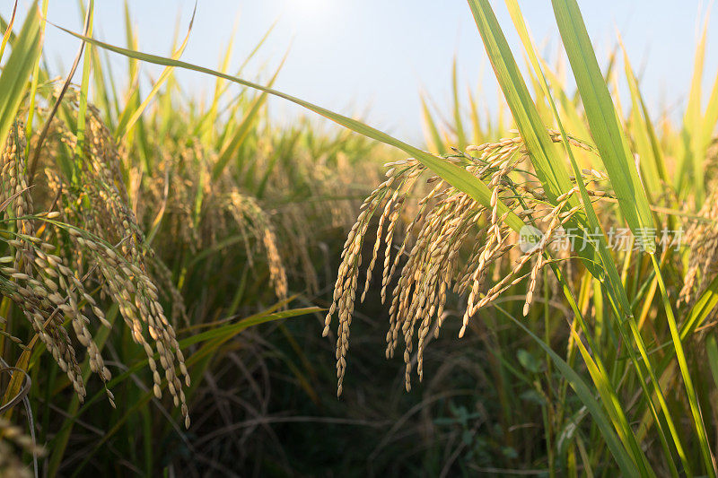 秋天的蓝天下，成熟的稻子