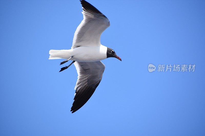 鸟从海上飞过