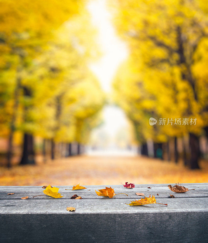 公园长椅上的秋叶