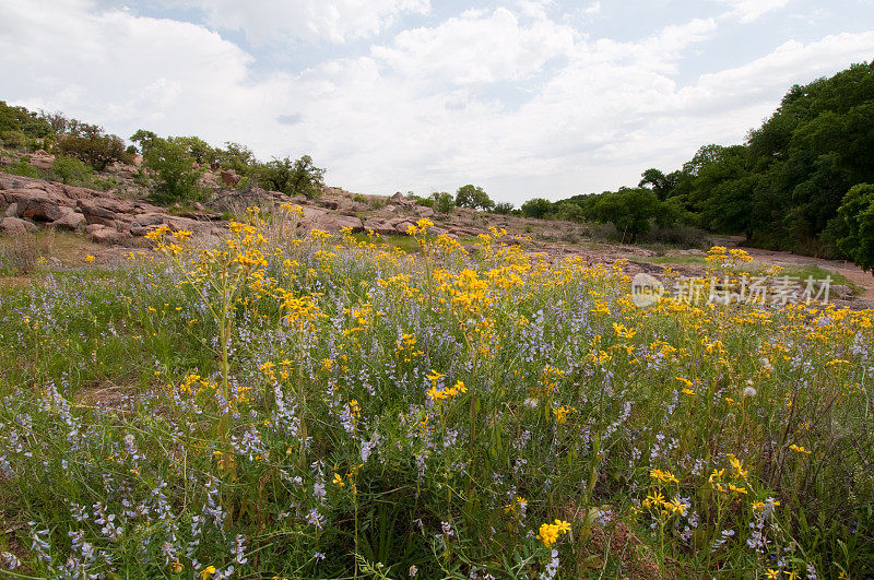 德克萨斯州魔法石州立公园的野花