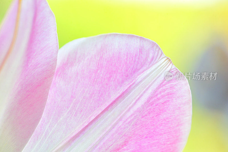 粉红色郁金香花瓣的纹理