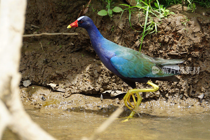 美国紫色gallinule