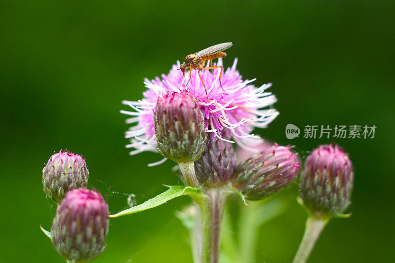 蚊子在花