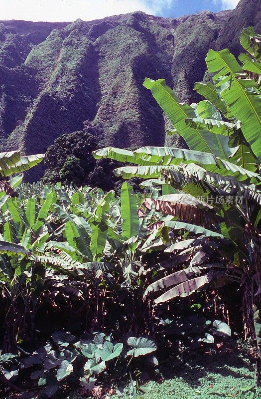 陡峭的侵蚀火山峭壁和香蕉树背光与Kaneohe森林保护区在夏威夷的瓦胡岛迎风面岛