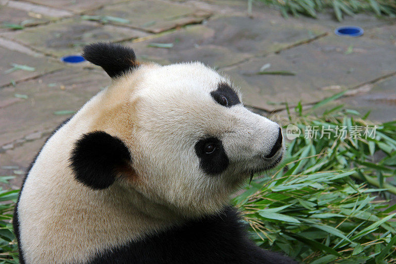 熊猫向后看——中国