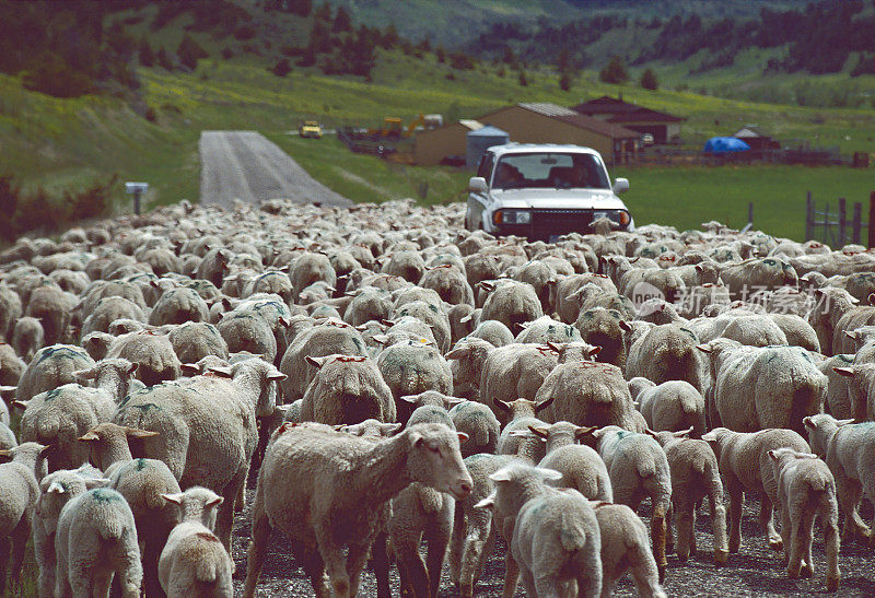 赶着一群羊穿过蒙大拿州的群山
