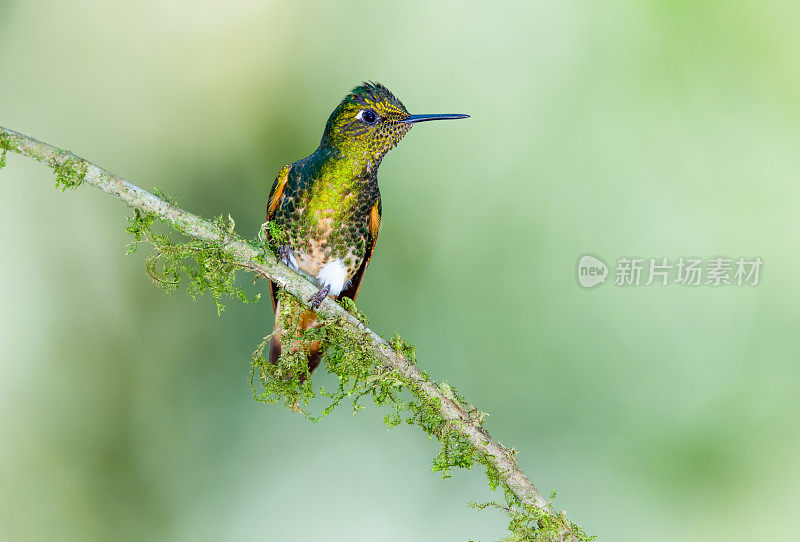 蜂鸟，黄尾冠鸟