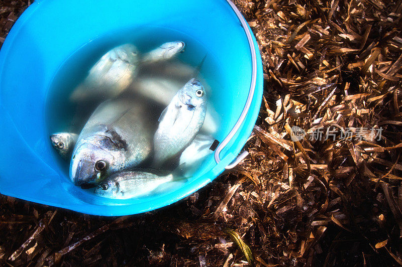 蓝桶中刚刚捕获的地中海鱼类(海鲷)(特写)