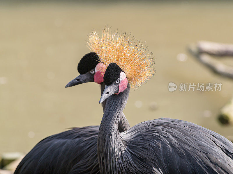 美丽的黑冠鹤“巴利阿里卡帕瓦妮娜”