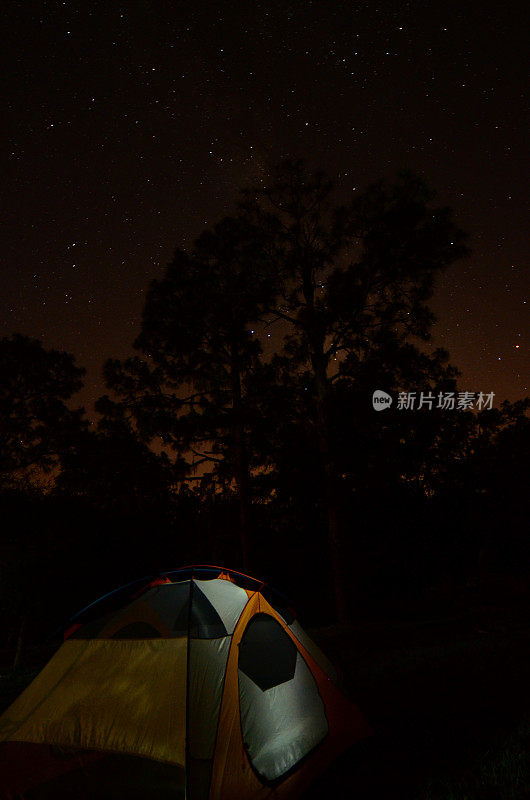 夜间帐篷露营，松树映衬着星空的轮廓