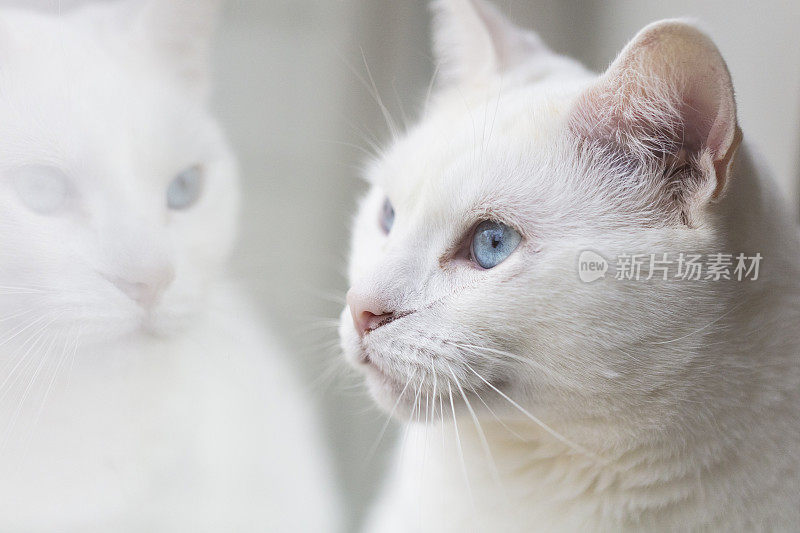 近距离拍摄的一个女性土耳其安哥拉猫放松的窗户。