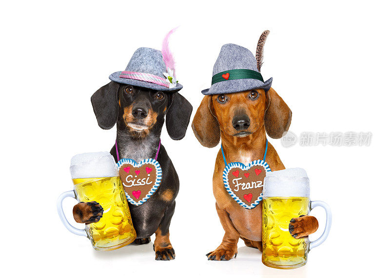 巴伐利亚啤酒腊肠狗香肠狗，两个