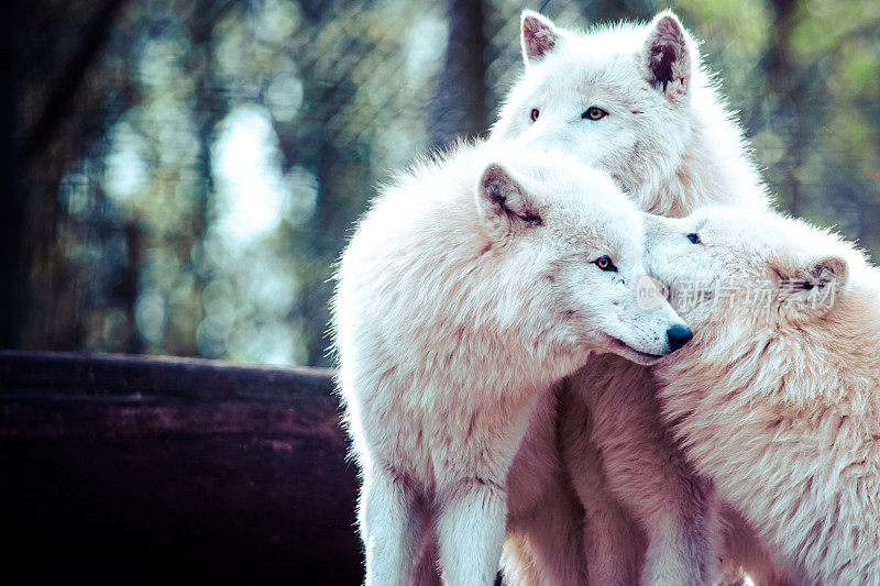 北极白色的狼