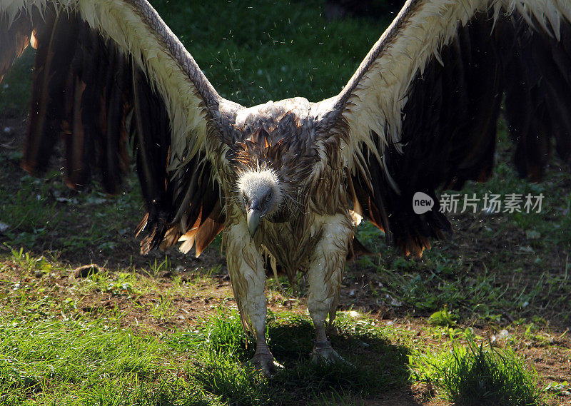 喜马拉雅秃鹫(Gyps喜马拉雅秃鹫)沐浴后晾晒翅膀