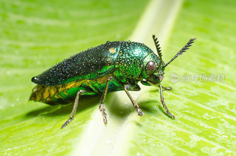 美丽的宝石甲虫或金属木材钻孔(Buprestid)在绿叶上。