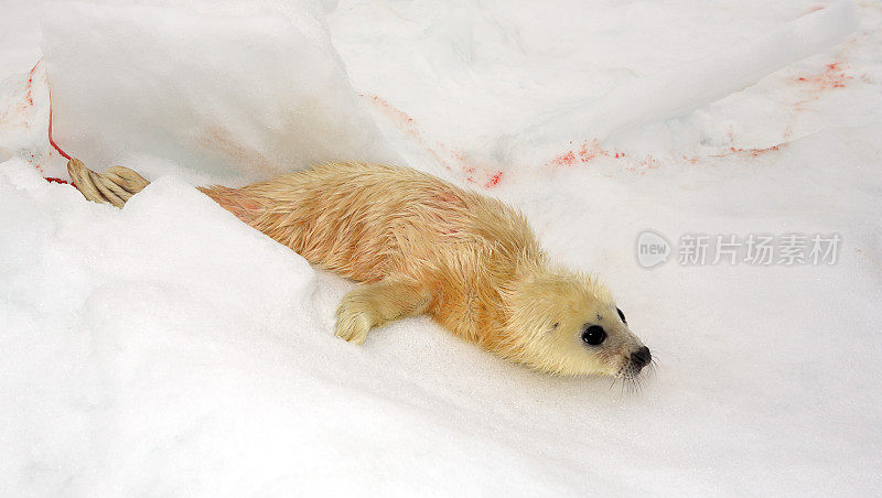 新出生的格陵兰海豹幼仔