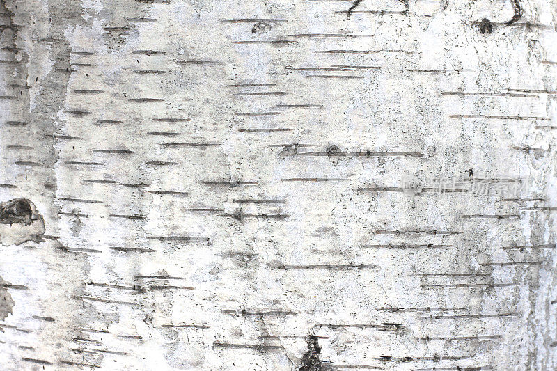 桦树皮自然纹理背景