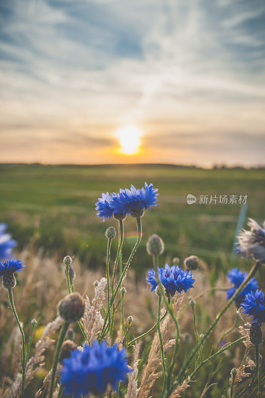 田野里长着美丽的矢车菊。
