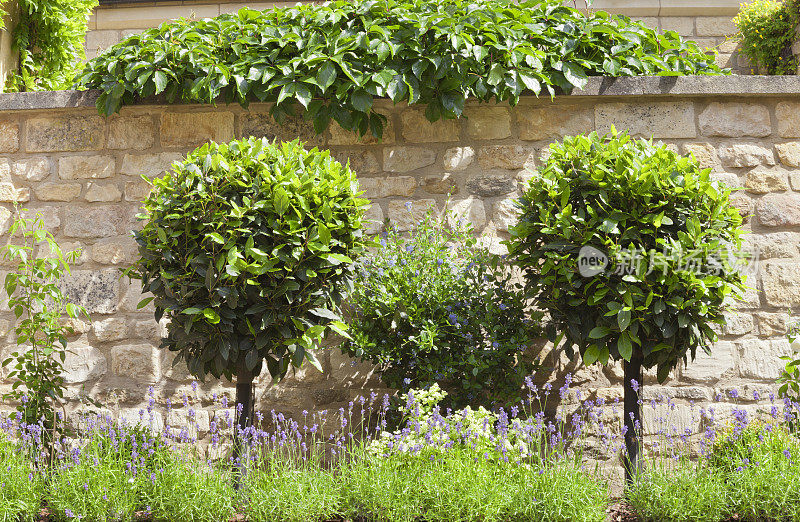 花园有装饰性的形状的树木，紫色的薰衣草在石头墙壁上开花。