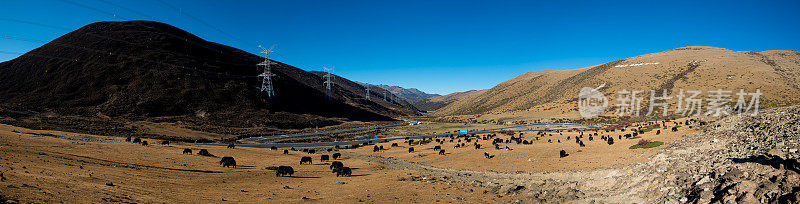 在中国四川和云南之间的新疆、青海边境，吃干草的牦牛和高压杆塔