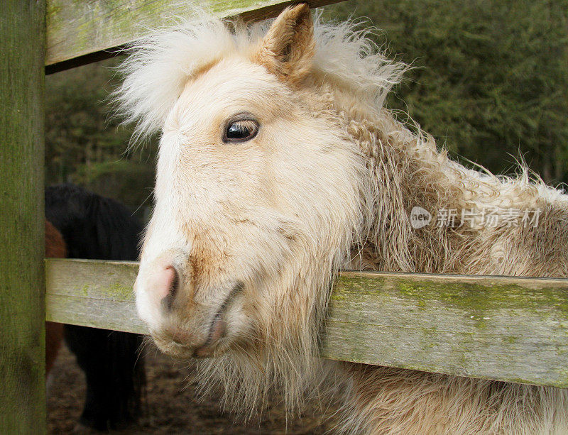 美丽的设得兰矮种马在篱笆上挠着头