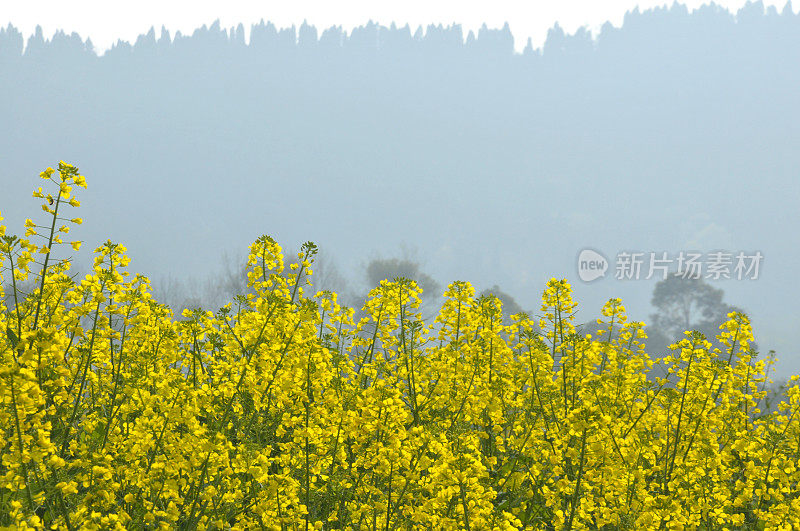 油菜花领域