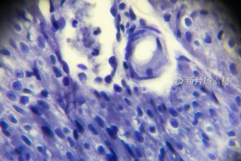 显微镜下心肌细胞切片