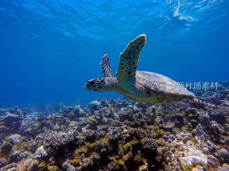 在水下游泳的海龟