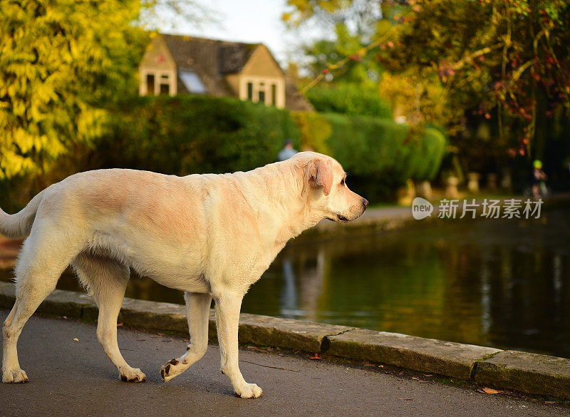 科茨沃尔德村的拉布拉多寻回犬